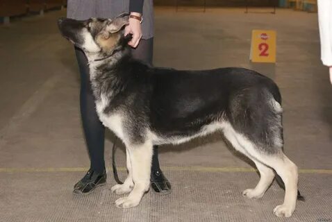 Восточная овчарка отличие от немецкой