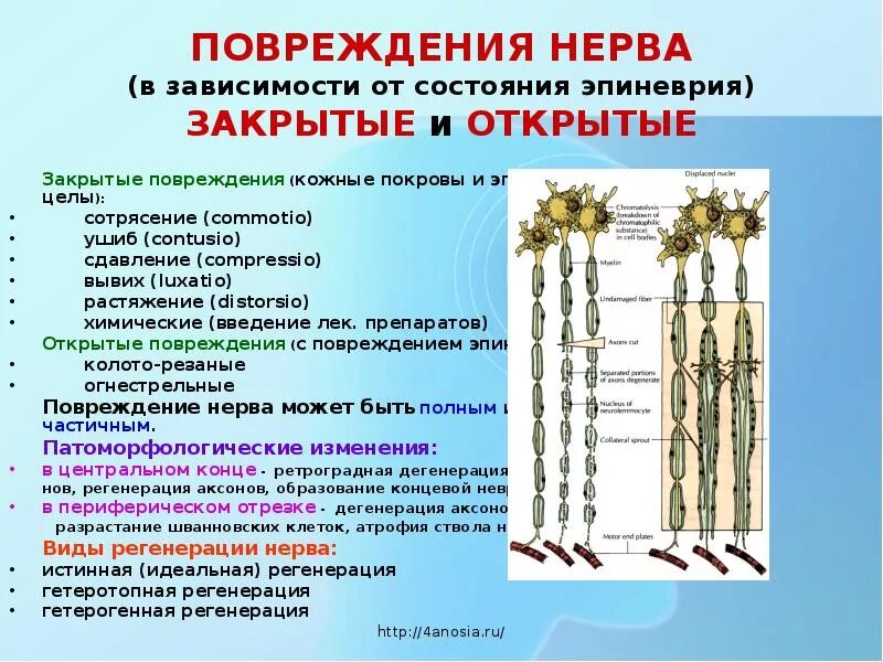 Повреждение периферических нервов. Дегенерация и регенерация нервных волокон. Регенерация периферического нерва. Регенерация нерва схема. Регенерация нерва после повреждения.