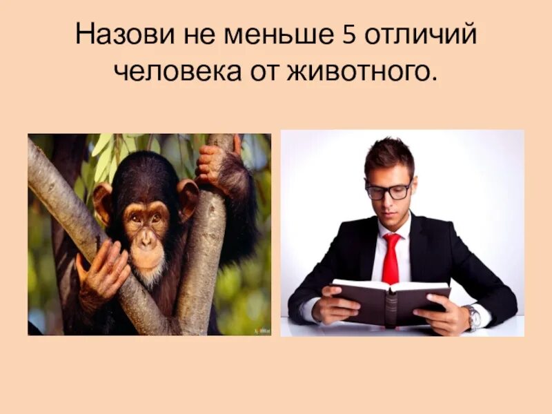 Чем отличается человек от животного 5 отличий. Человек от животного. отличие человека от животных. рассказ чем человек отличается от животного. доклад чем человек отличается от животного.