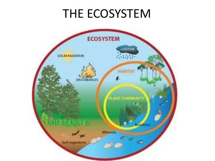 What is the ecosystem. Экосистемалар. ecosystems word. ecosystems.