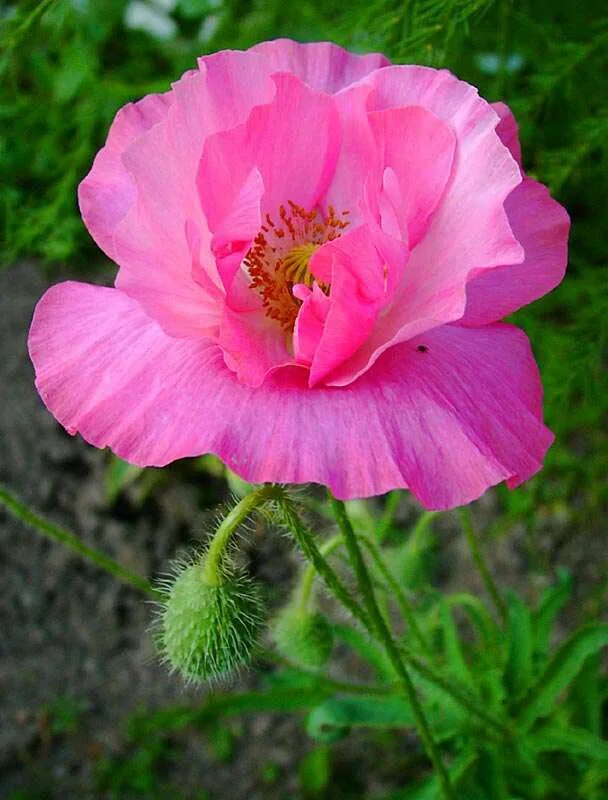 Мак Papaver розовый. Мак Дальневосточный многолетний. Крупноцветный махровыц Мак. Мак розовый махровый. Розовый мак 2