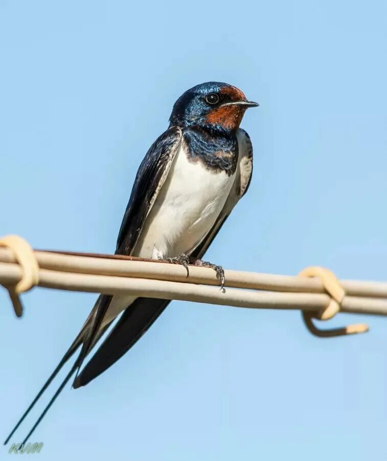 Swallow Bird - Free photo on Pixabay Bird, Photo, Free photos
