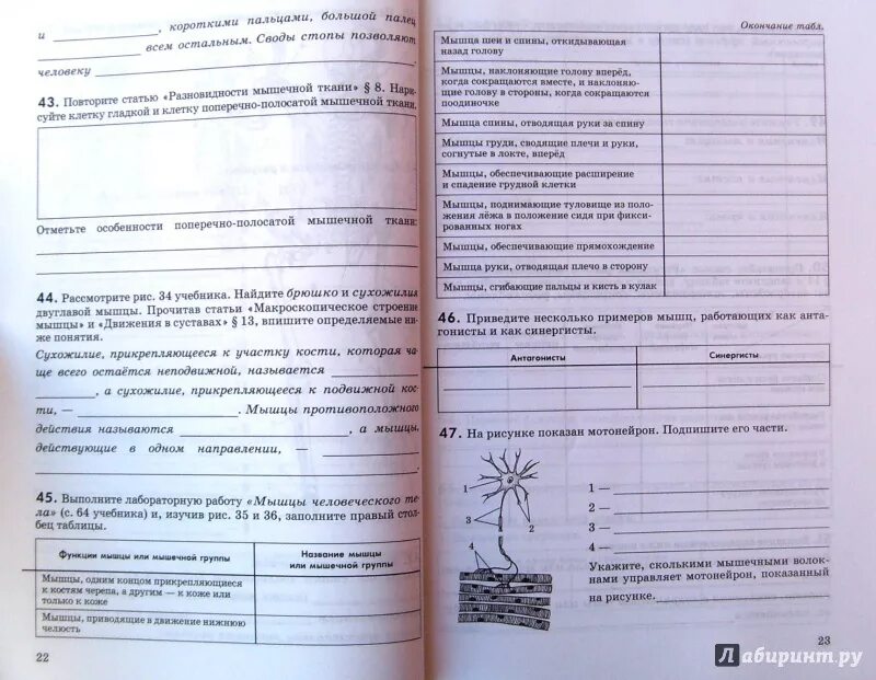 Диагностическая по биологии 8 класс. Биология человек Колесов д.в маш р.д Беляев и.н. Биология 8 класс рабочая тетрадь. Рабочая тетрадь Колесов биология человек. Биология 8 класс Колесов.