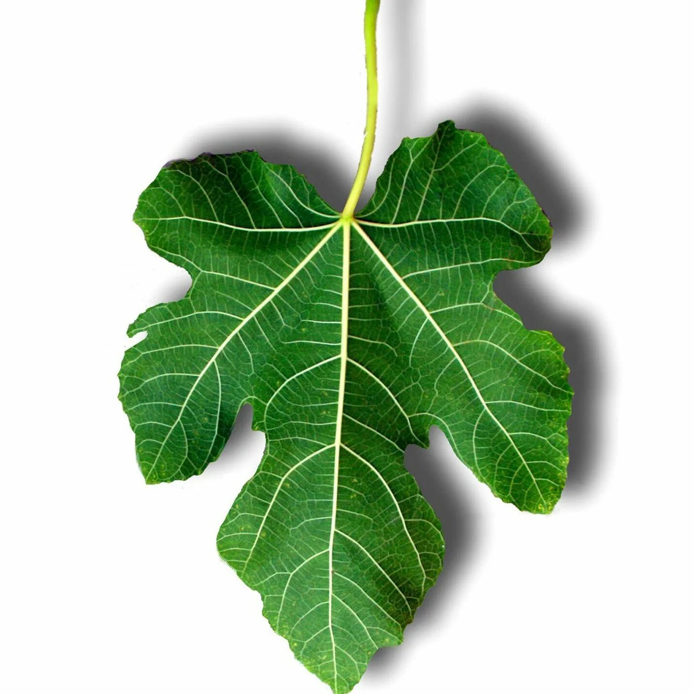 Инжир листья дерева. Листья инжира. Листок инжира. Необычные листья деревьев. Инжир фиговое дерево листья.