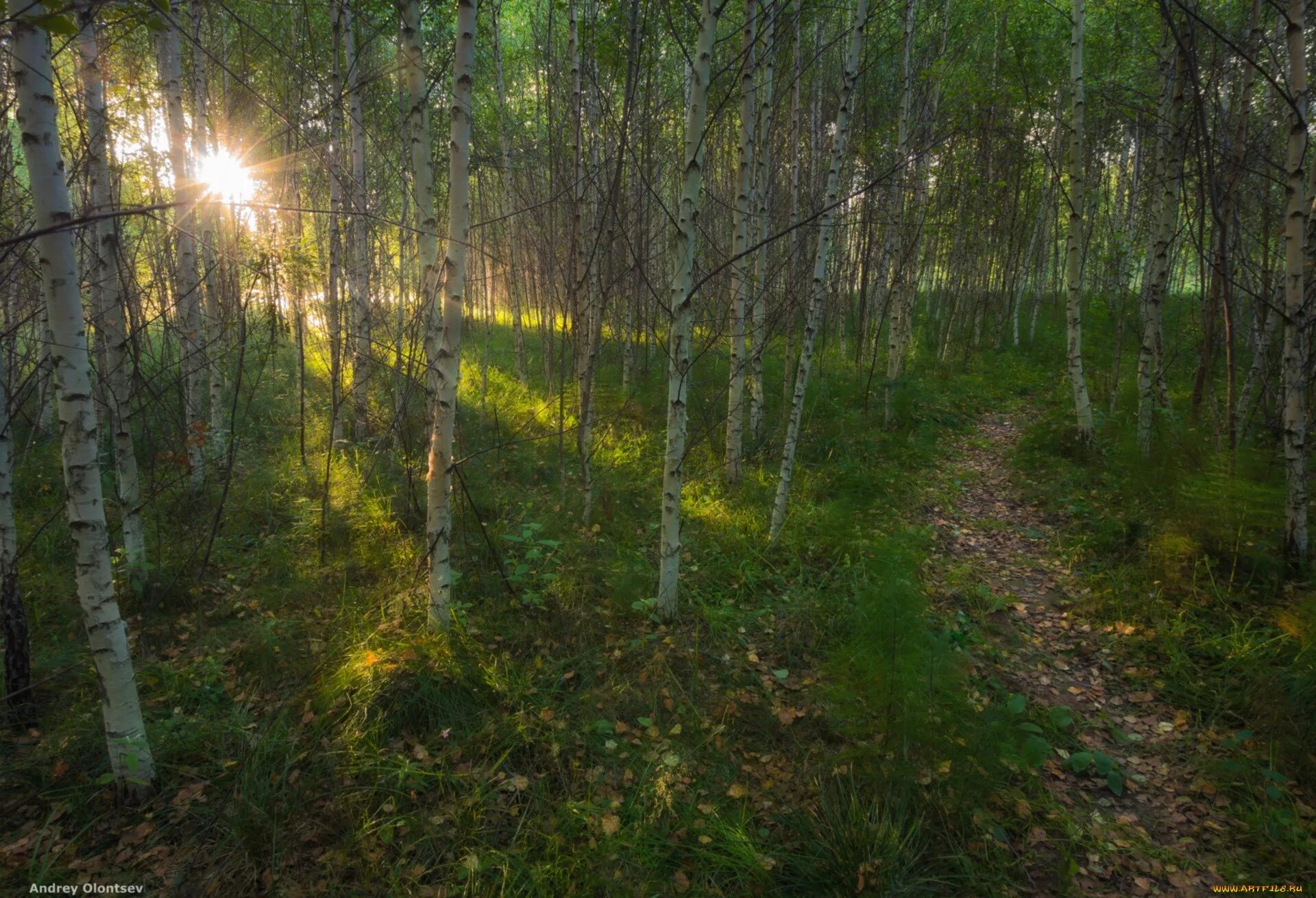в березовой роще тишина. в березовой роще тишина. в березовой роще тишина. в березовой роще тишина. береза поздней осенью.