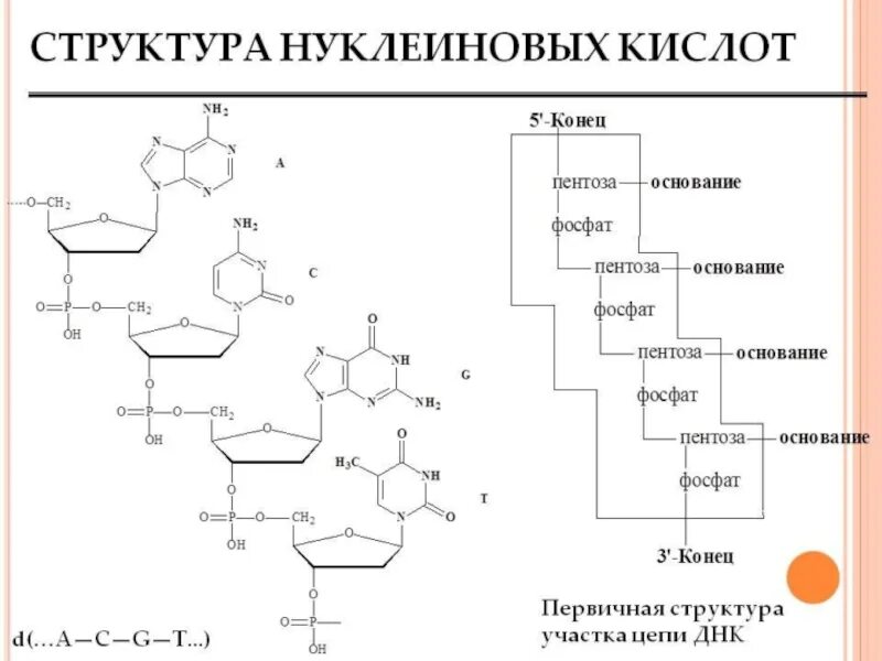 Структура кислот. Первичная структура нуклеиновых кислот формула. строение нуклеиновых кислот первичная структура. строение нуклеиновых кислот биохимия. структура нуклеиновых кислот первичная структура.