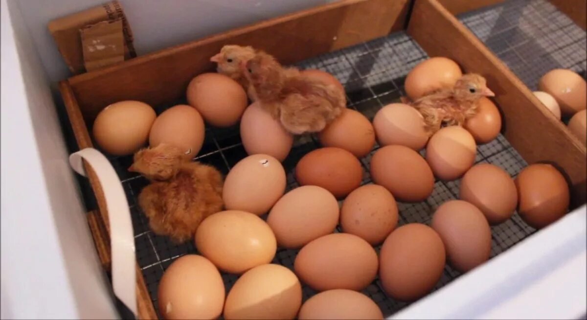 Инкубационное яйцо кур инкубация. Вылупление цыплят в инкубаторе. Яйца цыплята Инкубаторная. Инкубатор с яйцами и цыплятами. Сколько держать цыпленка в инкубаторе после вылупления