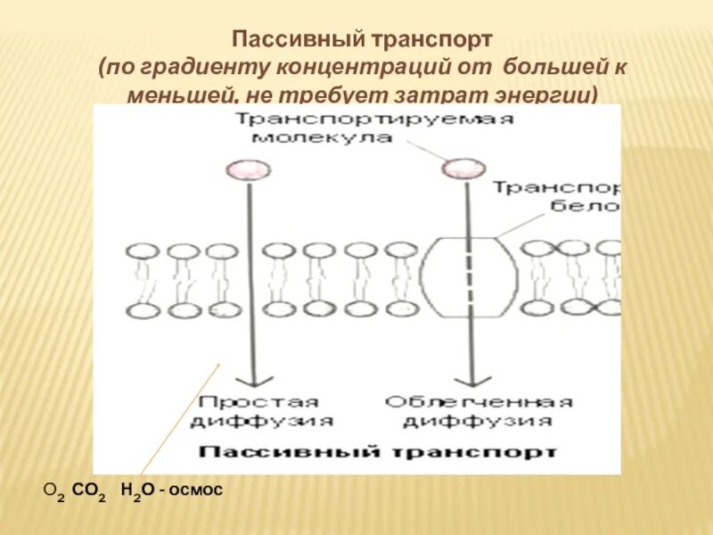 Градиент концентрации. Транспорт ионов по градиенту концентрации. пассивный транспорт по градиенту. по градиенту концентрации это. диффузия по градиенту концентрации.