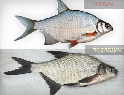 Густера и подлещик отличия фото