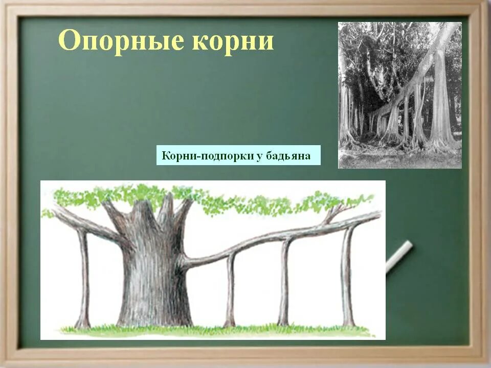 Опорная функция растения. Бадьян корни подпорки. Корни подпорки. Корни подпорки функции. Подпорки это в биологии.