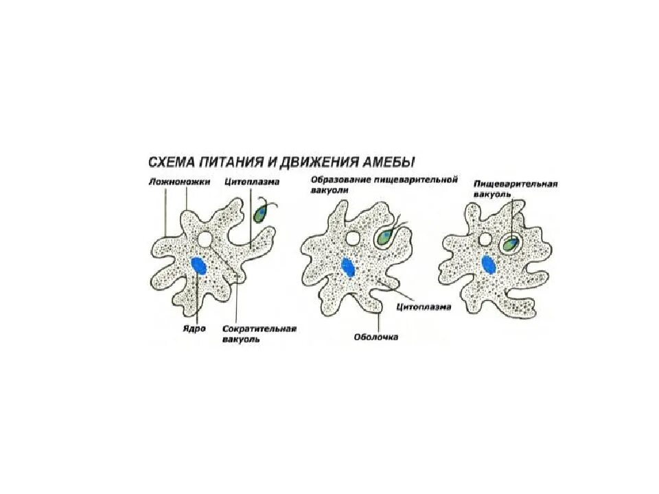 Какой способ характерен для амебы. Схема питания амебы. Строение амебы обыкновенной. Строение амебы Протей 7 класс. Схема питания амебы обыкновенной.