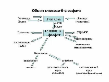 Роль углеводов в обмене белков