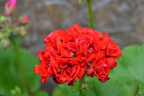 Пеларгония rosebud
