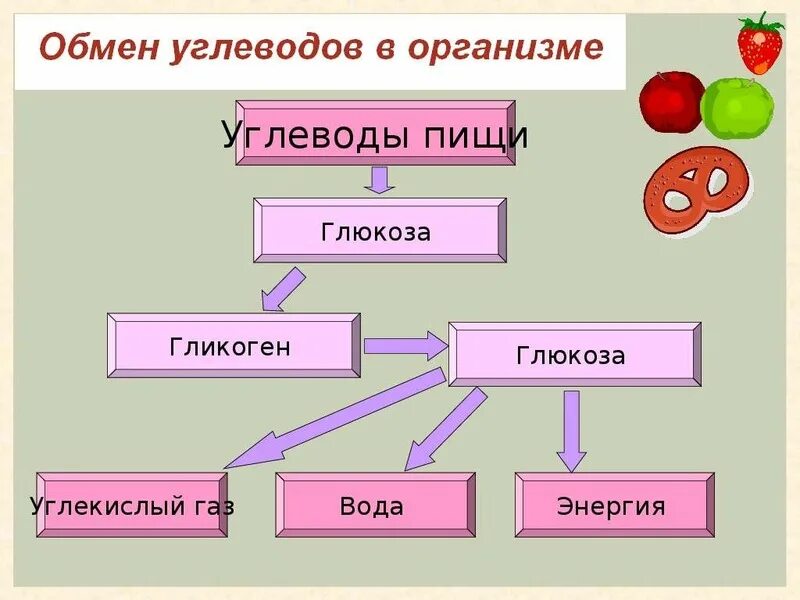 Путь углеводов в организме. Обмен углеводов схема. Основные процессы обмена углеводов. Схема процесса разложения углеводов. Углеводный обмен функции.