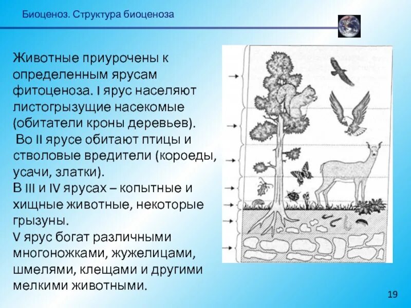 Приведите примеры биоценоза. Видовая ярусность биоценоза. Ярусное строение биоценоза. Пространственная структура биоценоза ярусность. Структура биоценоза ярусность.