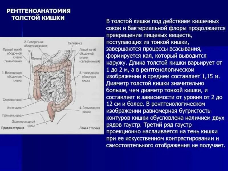 Образования Толстого кишечника строение. Ободочная кишка и ее функции. Строение толстой ободочной кишки. Ободочная кишка анатомия отделы.