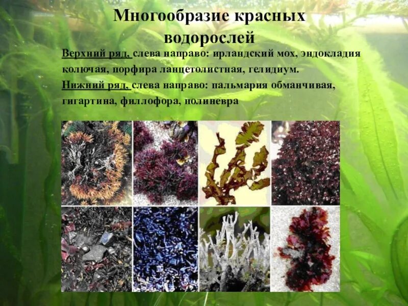 Красные водоросли названия. Многообразие красных водорослей. Красные водоросли примеры. Виды красных водорослей названия. 2 название красных водорослей