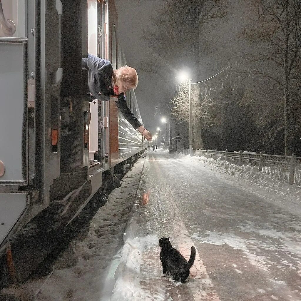 Кот железная дорога. Проводница поезда Псков Москва кормит кота Феликса. Кот едет в поезде. Кот в электричке.