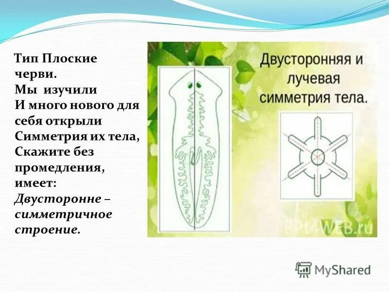 Двусторонняя симметрия. Тип плоские черви двусторонняя симметрия. Плоские черви билатеральная симметрия. Симметрия тела плоских червей. Тип плоские черви двусторонняя симметрия.