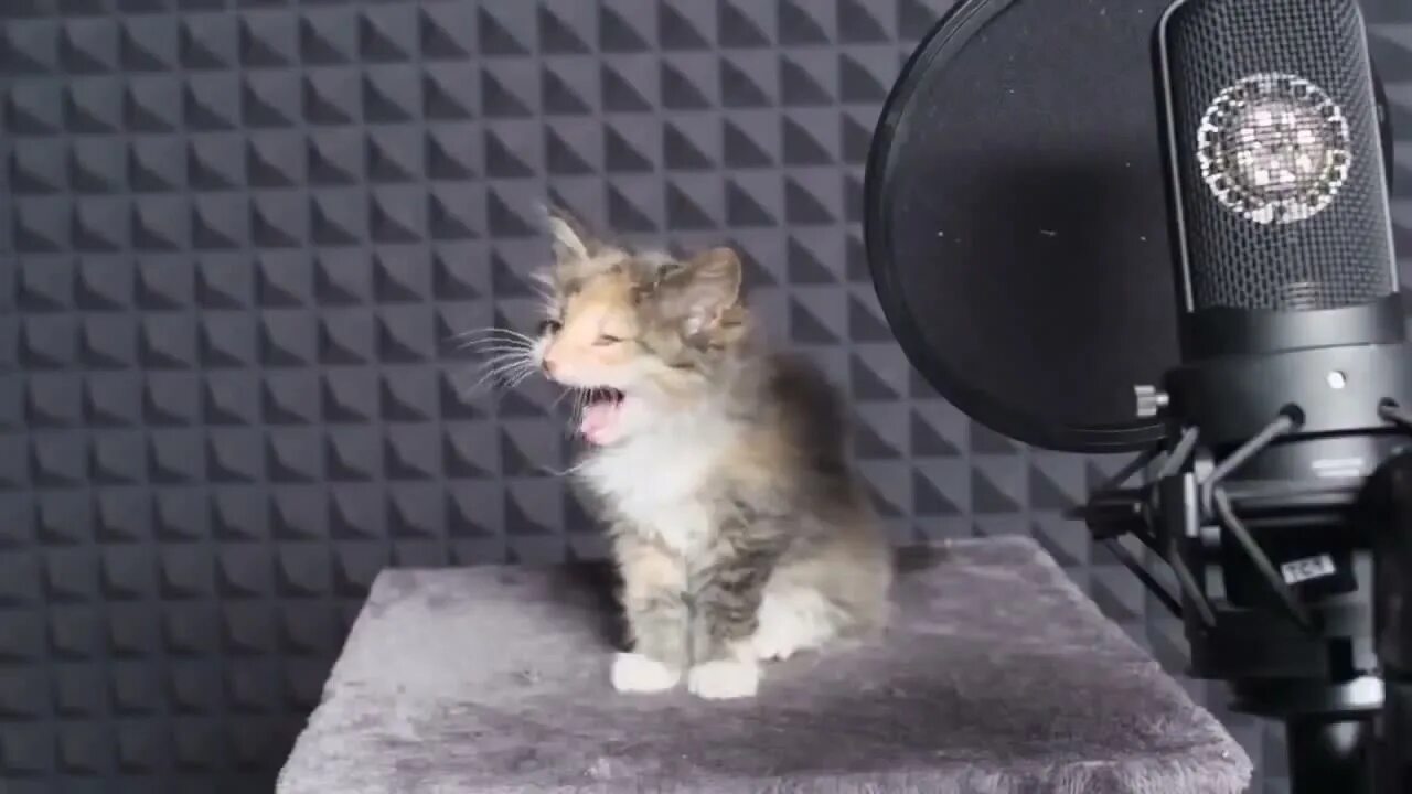 Музыкальный котенок. Котенка который поет. Микро кот. Котенка который поет. Кот поет.
