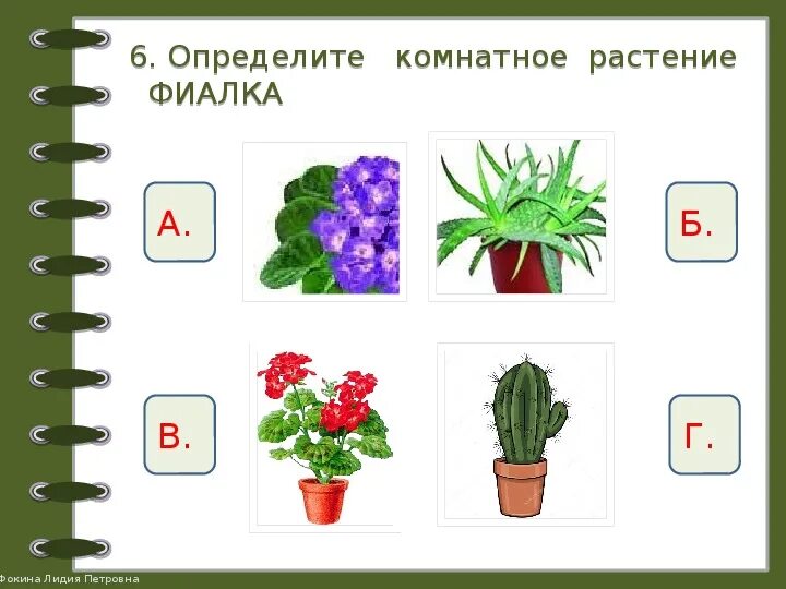 Комнатные растения задания. Комнатные растения задания для дошкольников. Растения для дошкольников. Задание по комнатным цветам.