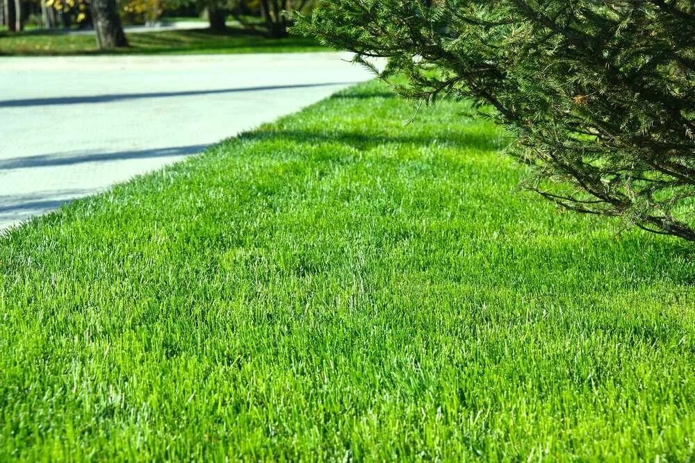 Травосмесь Greenpark Sport Lawn