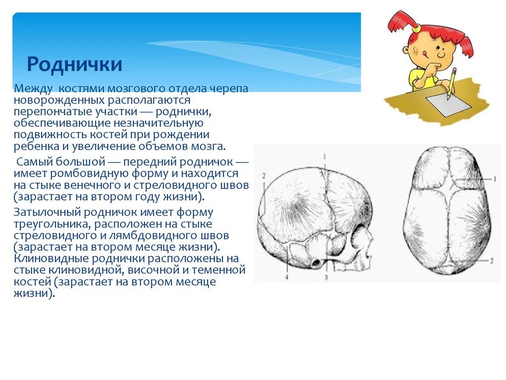 Про родничок. Малый Родничок у новорожденных расположен между костями. Малый Родничок и большой Родничок. Череп новорожденного большой и малый Родничок. Родничок у новорожденных норма закрытия.