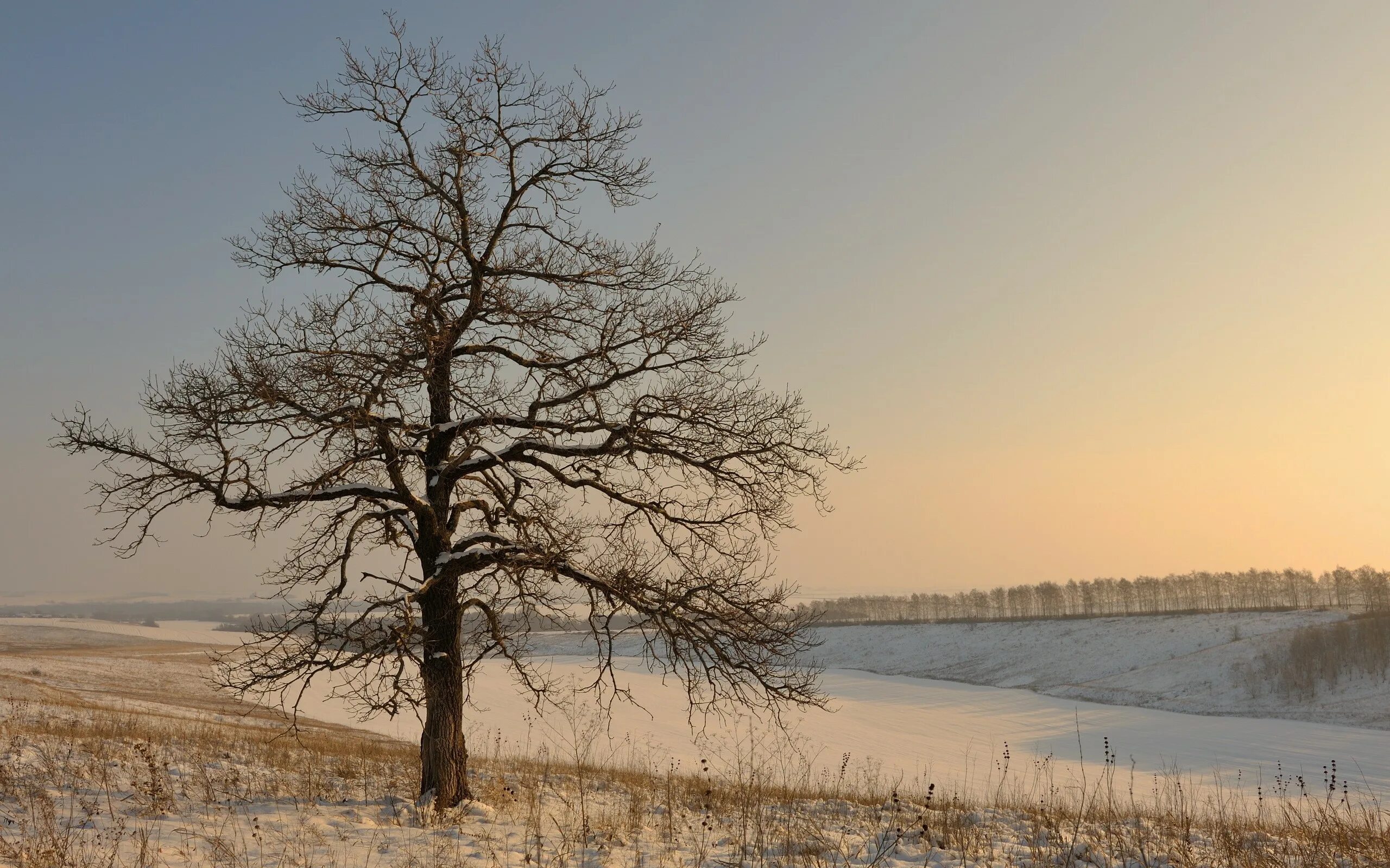 Какая погода в дерево. Зима поле деревья. Дерево в поле зимой. Сосны в поле зимой. Дерево в снегу в поле.