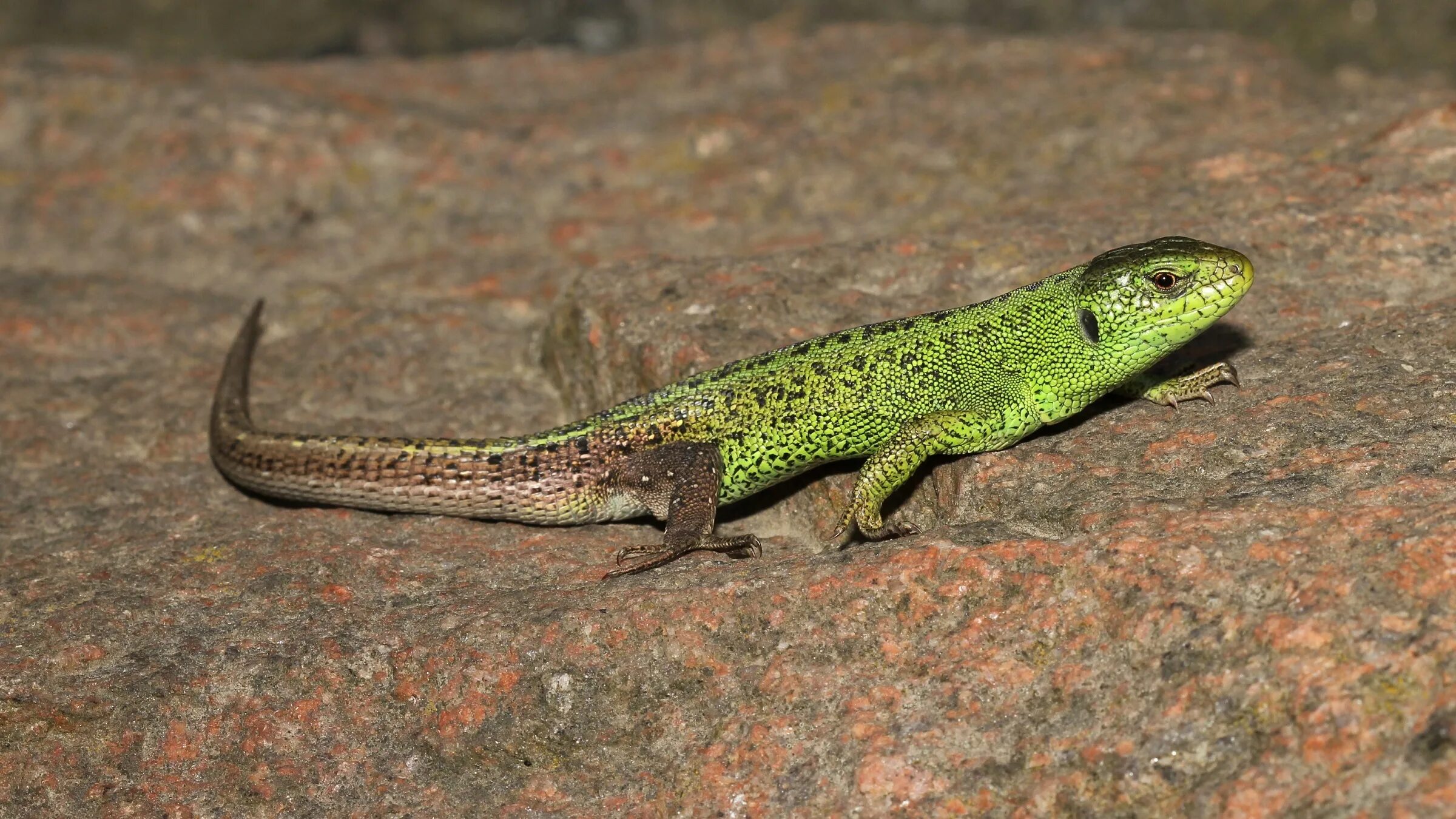 У ящериц имеется. Пресмыкающиеся прыткая ящерица. Lacerta Agilis. Артвинская ящерица. Прыткая ящерица рептилия.