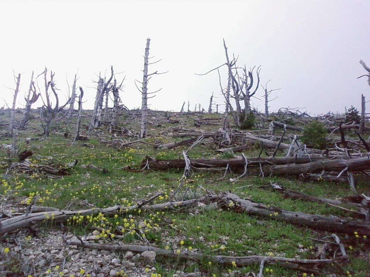 Лесной сухостой. Сухостойная сосна кело. Сухостой ветровал бурелом. Сибирский сухостой сосны. Мертвый лес.
