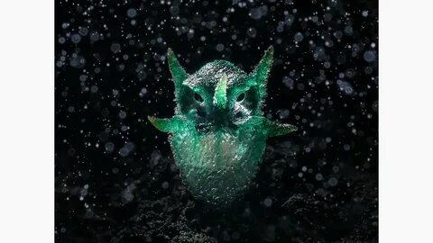 British wildlife photography awards 2024