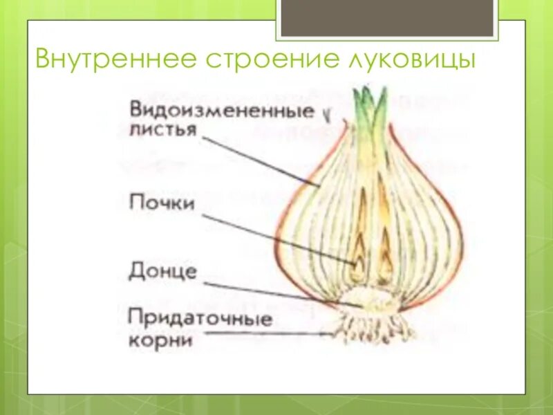 Клубни корневища луковицы лабораторная работа. Строение луковицы 6 класс биология лабораторная.