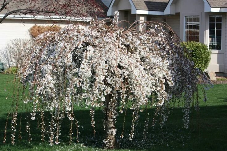 Плакучая вишня фото Prunus x 'Snofozam' GFT Moon Nurseries Weeping cherry tree, Landscape nursery,