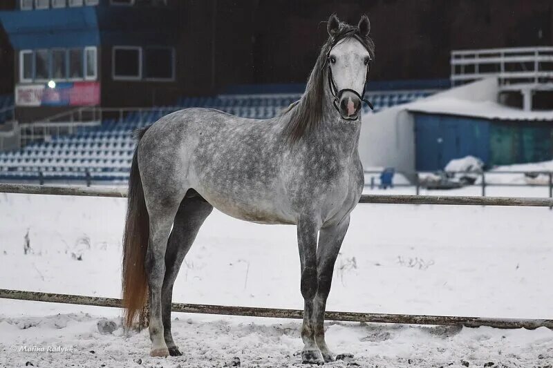 ферма лошадей тюмень. продажа лошадей в тюменской области. починковский тяжеловоз. лошади на продажу всеволожский район. авито тюмень лошадь.