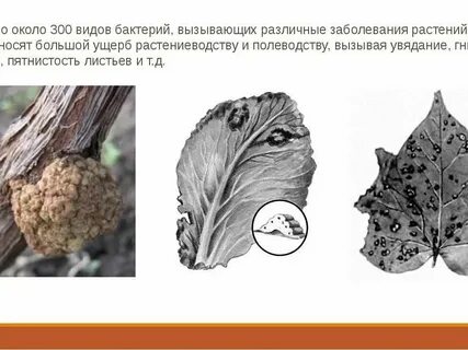 Болезнь растений вызываемая грибами