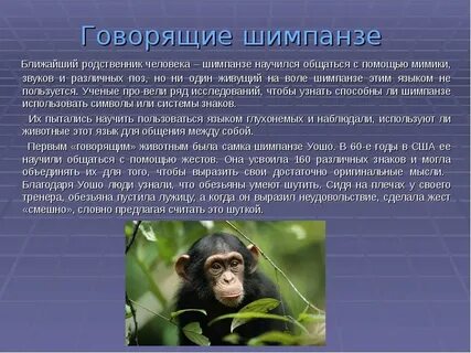 Речь животных и человека