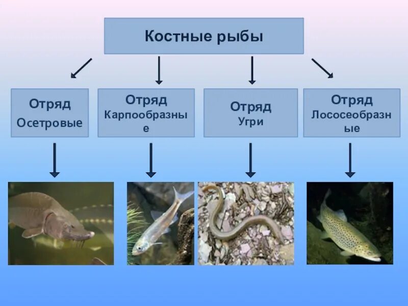 Костные рыбы. Костные рыбы делятся на. Класс рыбы отряды. Отряды костных рыб. 3 примера костных рыб