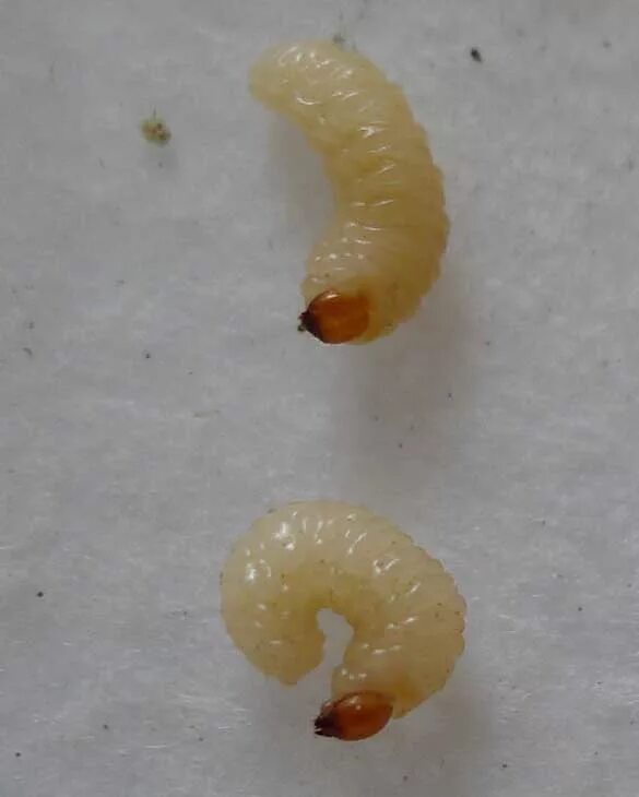 маленькие личинки. мучная огневка личинки. личинка моли платяной. виноградная личинка личинки. личинка моли платяной.