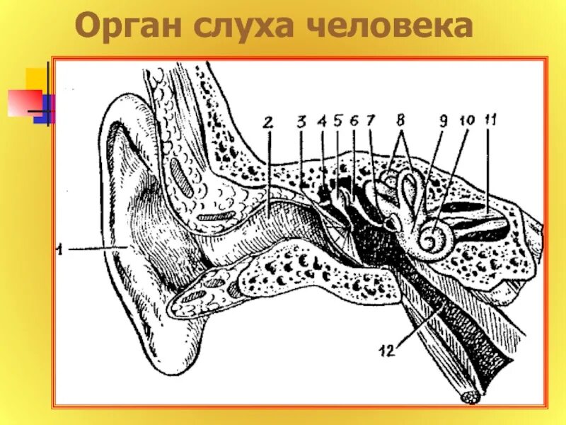 Орган слуха. Общий вид органа слуха. Орган слуха и равновесия разрез. Орган слуха без подписей.