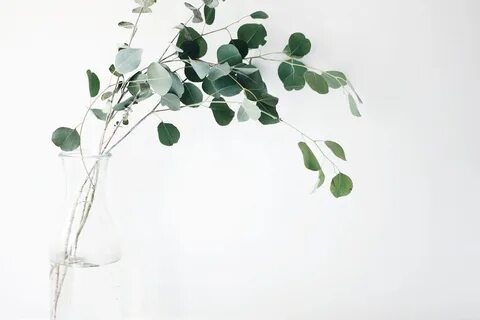 White plant