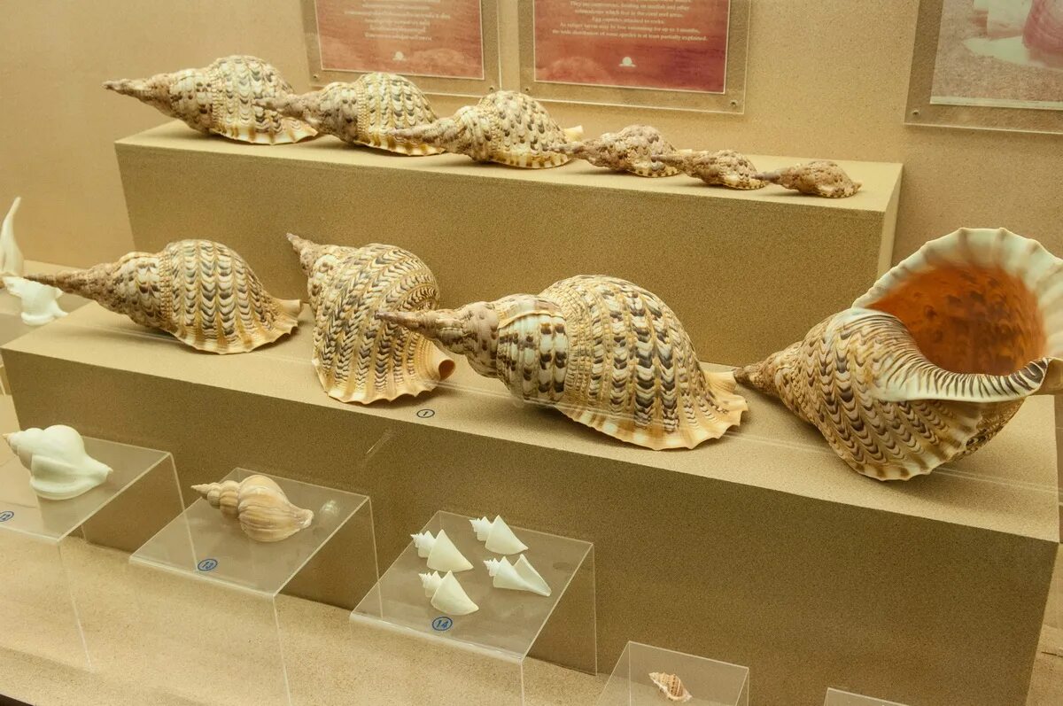 обыграй морского царя и открой сундук. олимпиада 3 класс морской царь. корона морской владычицы.