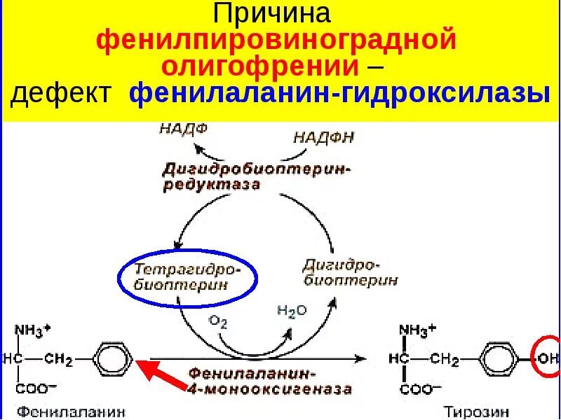 Фенилаланин биохимия. Биохимические превращения фенилаланина. Фенилпировиноградная олигофрения биохимия. Причина развития фенилпировиноградной олигофрении. Фенилпировиноградная кислота биохимия.