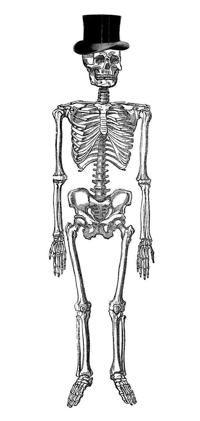Скелет человека. Скелет человека для детей. Скелет рисунок. Скелет человека рисунок.