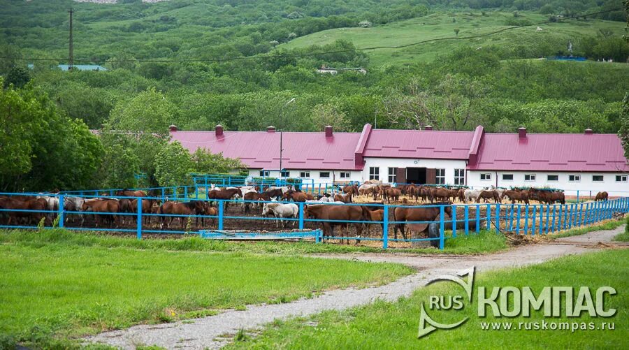 казаки нефтекумска. терский ставропольский край. терское казачье войско ставрополь. посёлок терский ставропольский край буденновский район. посёлок терский ставропольский край георгиевский.