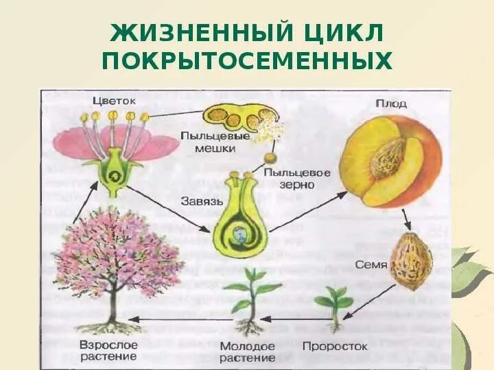 Цикл размножения покрытосеменных растений схема. Цикл развития покрытосеменных растений. Цикл развития покрытосеменных схема. Жизненный цикл покрытосеменных растений схема.