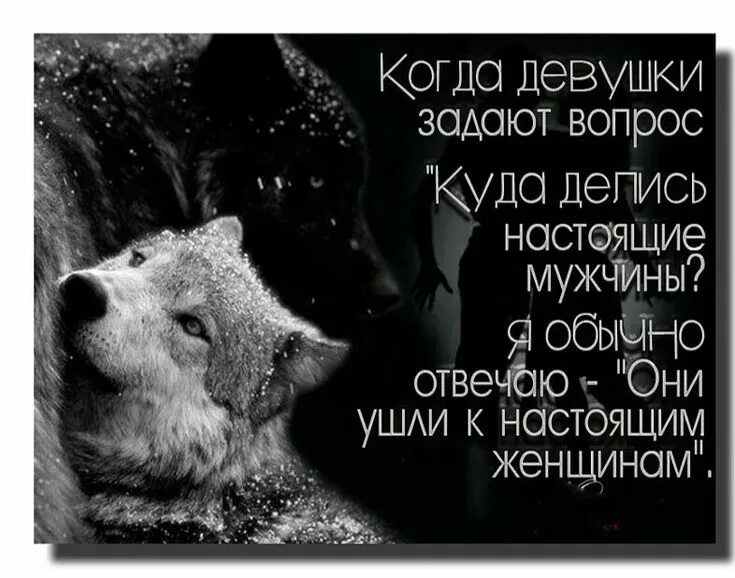 Волки и овцы цитаты. Мудрость волка цитаты. мудрые фразы волка. мудрость волков. волки мудрые высказывания картинки.