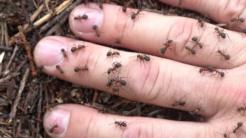 Черные муравьи кусаются. Черные муравьи кусаются. Myrmecia brevinoda. Жало муравья. Муравьи которые кусаются.