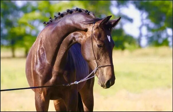 Длинная прямая шея у лошади