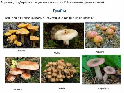 В сравнении с лисичкой белый гриб крупнее