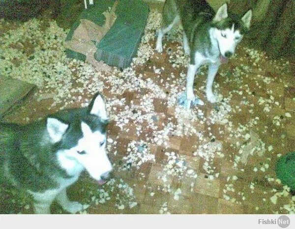 Хаски до появления девушки в семье и после. Сибирский хаски шерсть. Лайка в квартире. Линька у хаски. Хаски после стрижки.